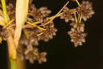 Georgia bulrush